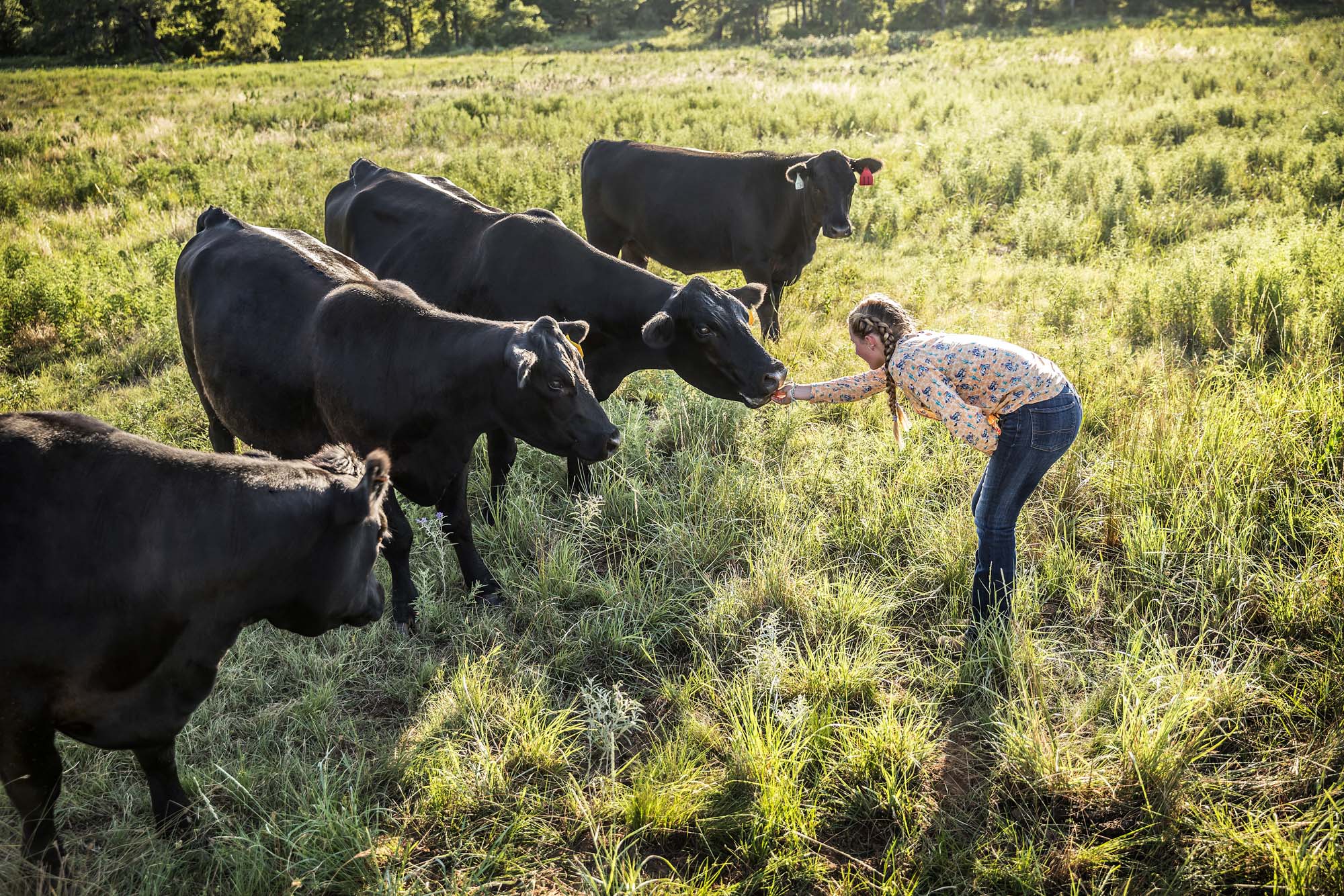 young cowgirl feeding black angus cattle cows in pasture field on Texas ranch