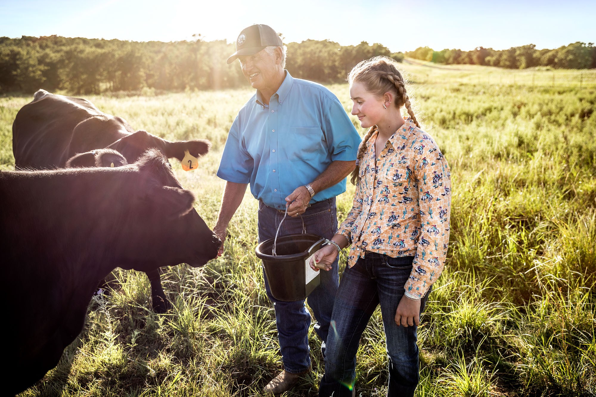 father daughter feeding black angus cattle cows in pasture green field on texas ranch in the summer at sunset sunrise