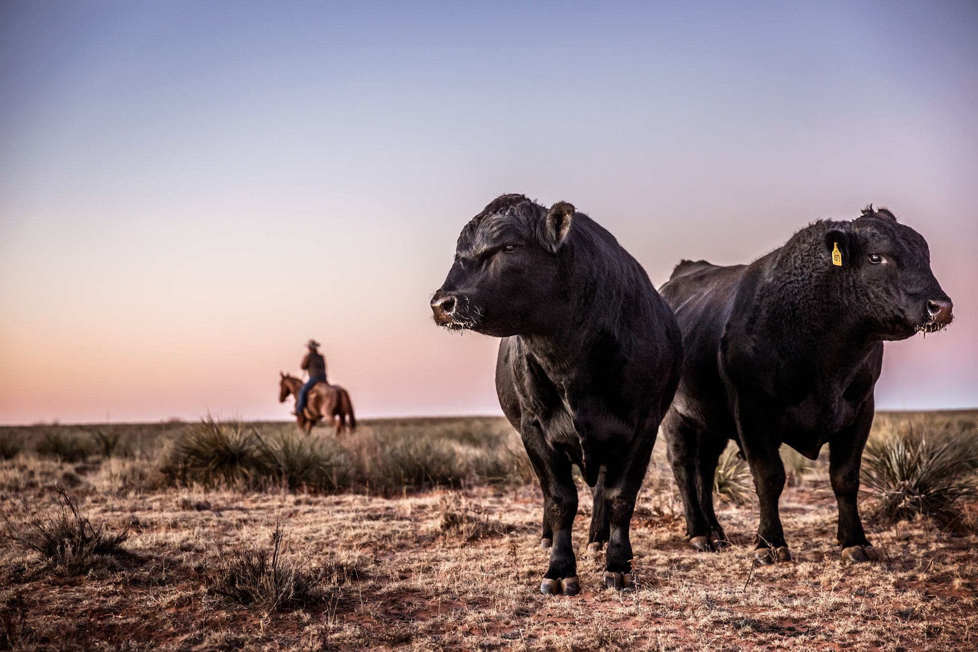 2 black angus cattle standing in field in new mexico with cowboy riding on horseback in background at sunrise sunset