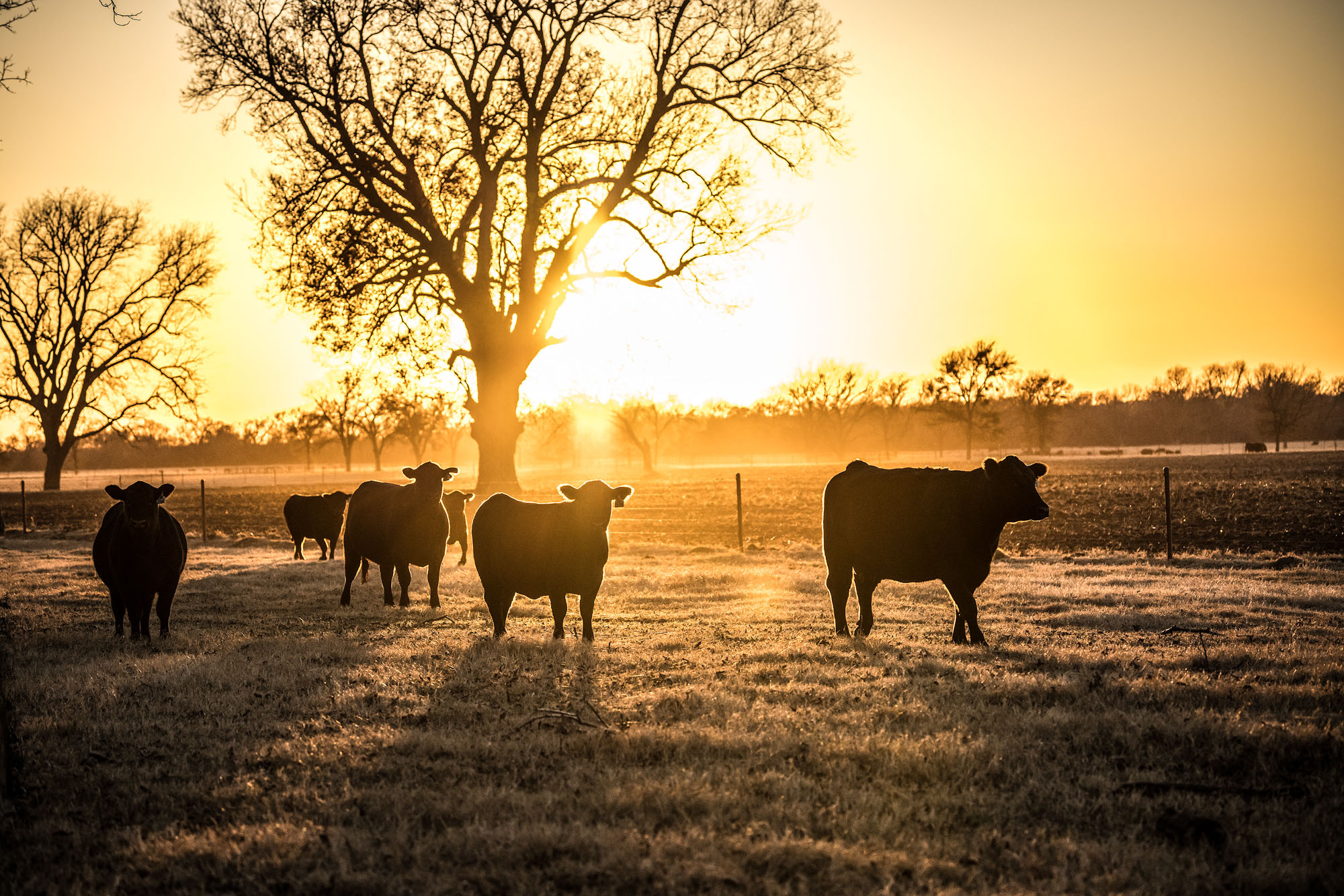 black angus cattle cows standing in pasture field at sunrise sunset in Texas ranch