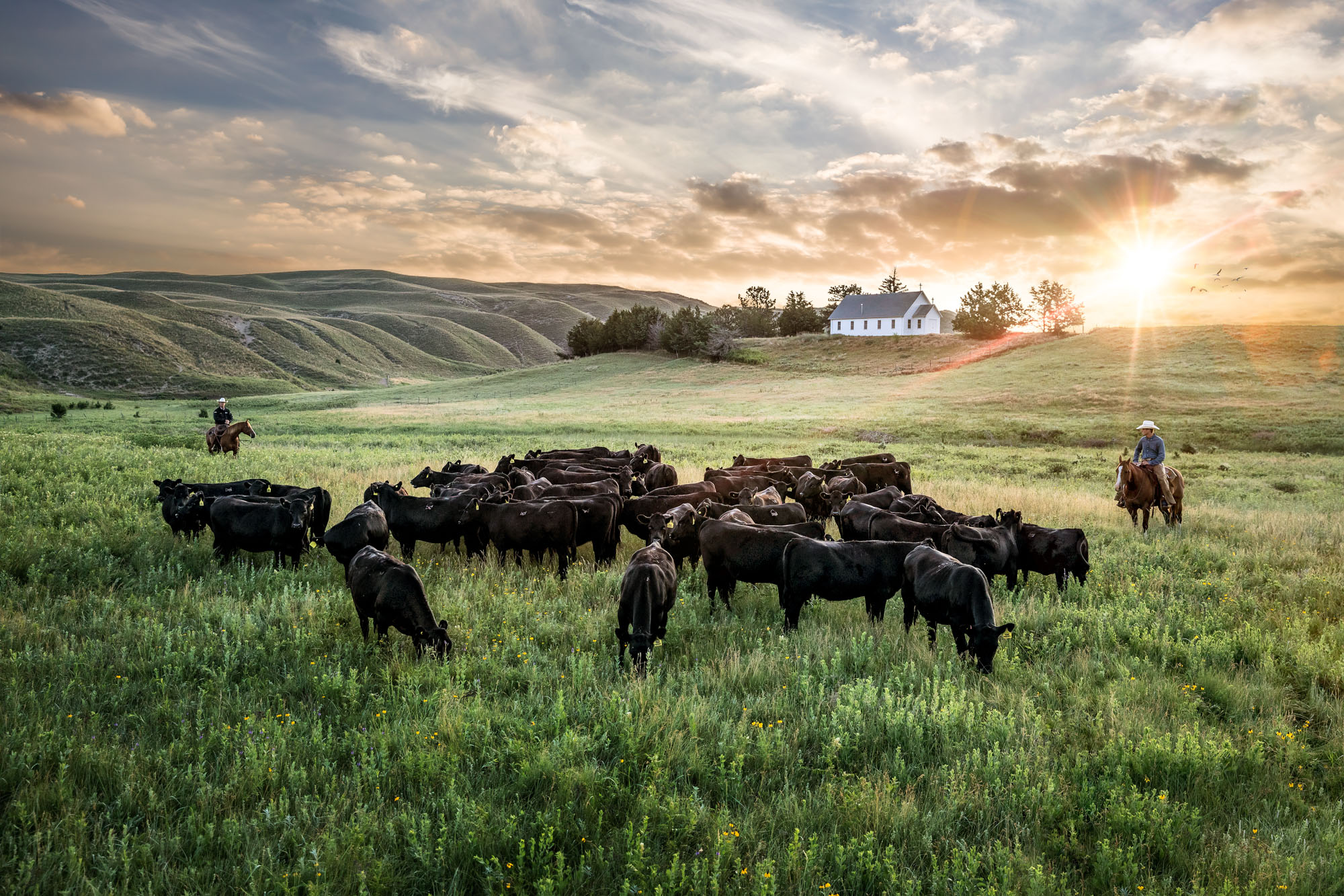 cowboys on horseback in field with angus cows cattle herd in Nebraska with church  in back ground at sunset sunrise
