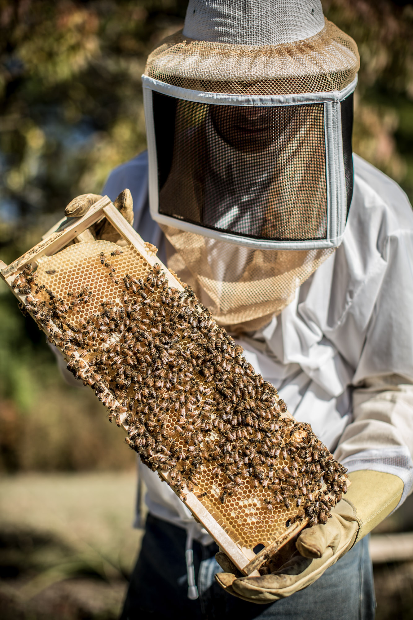 bee keeper holding honeycomb and bees