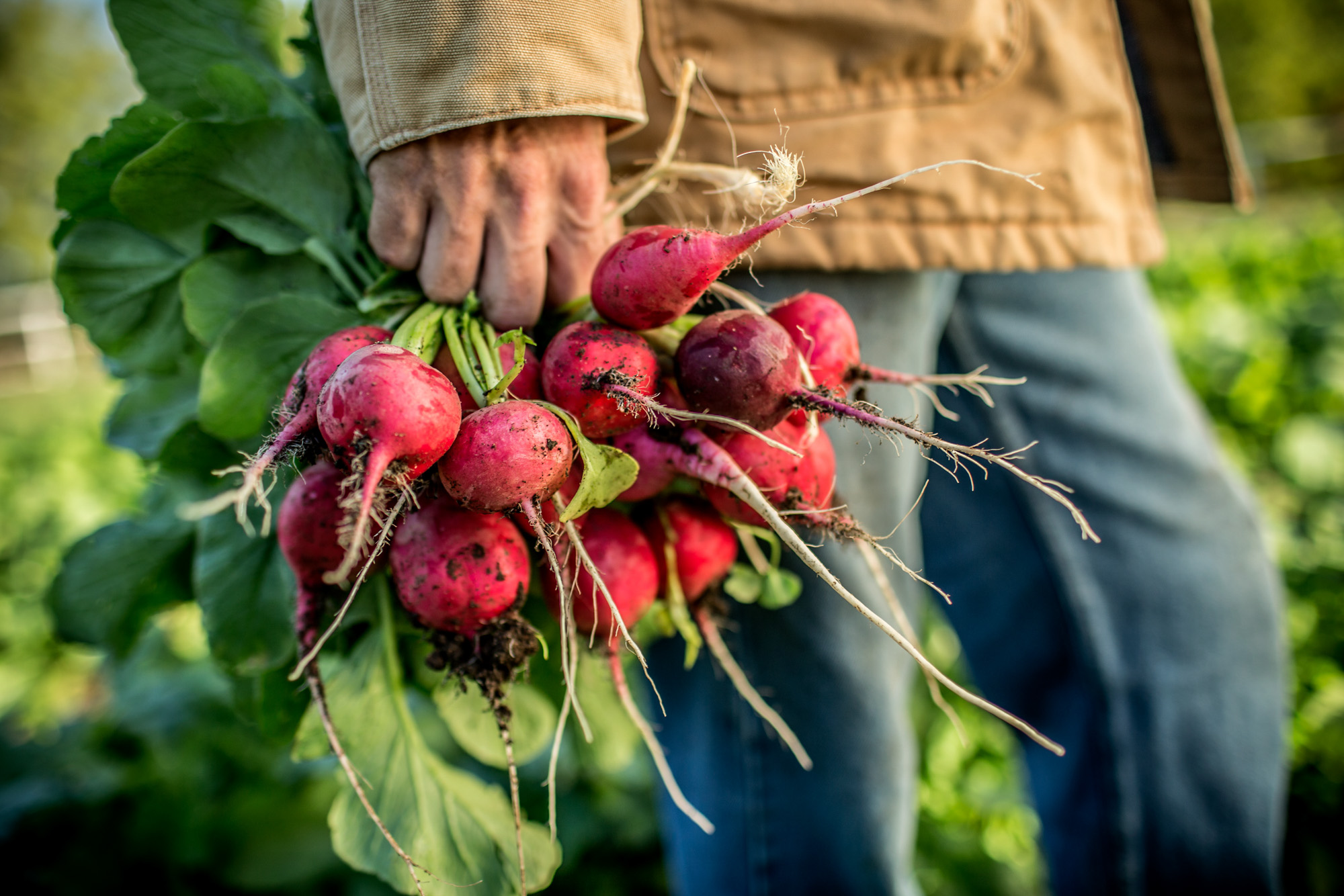 farmer holding red radishes in field
