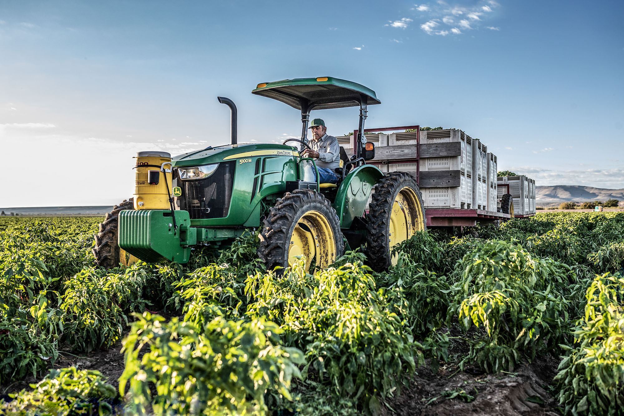 man driving tractor harvesting green hatch chilis in field in new mexico