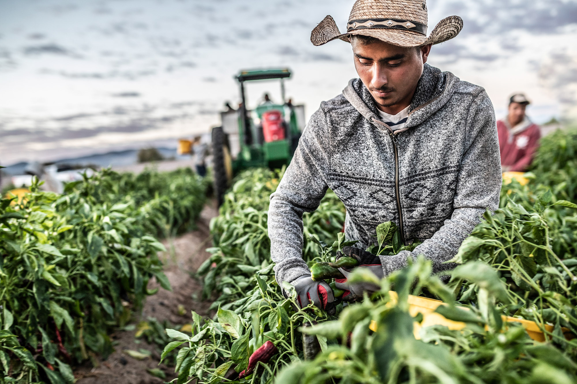 man picking harvesting green hatch chilis in new mexico