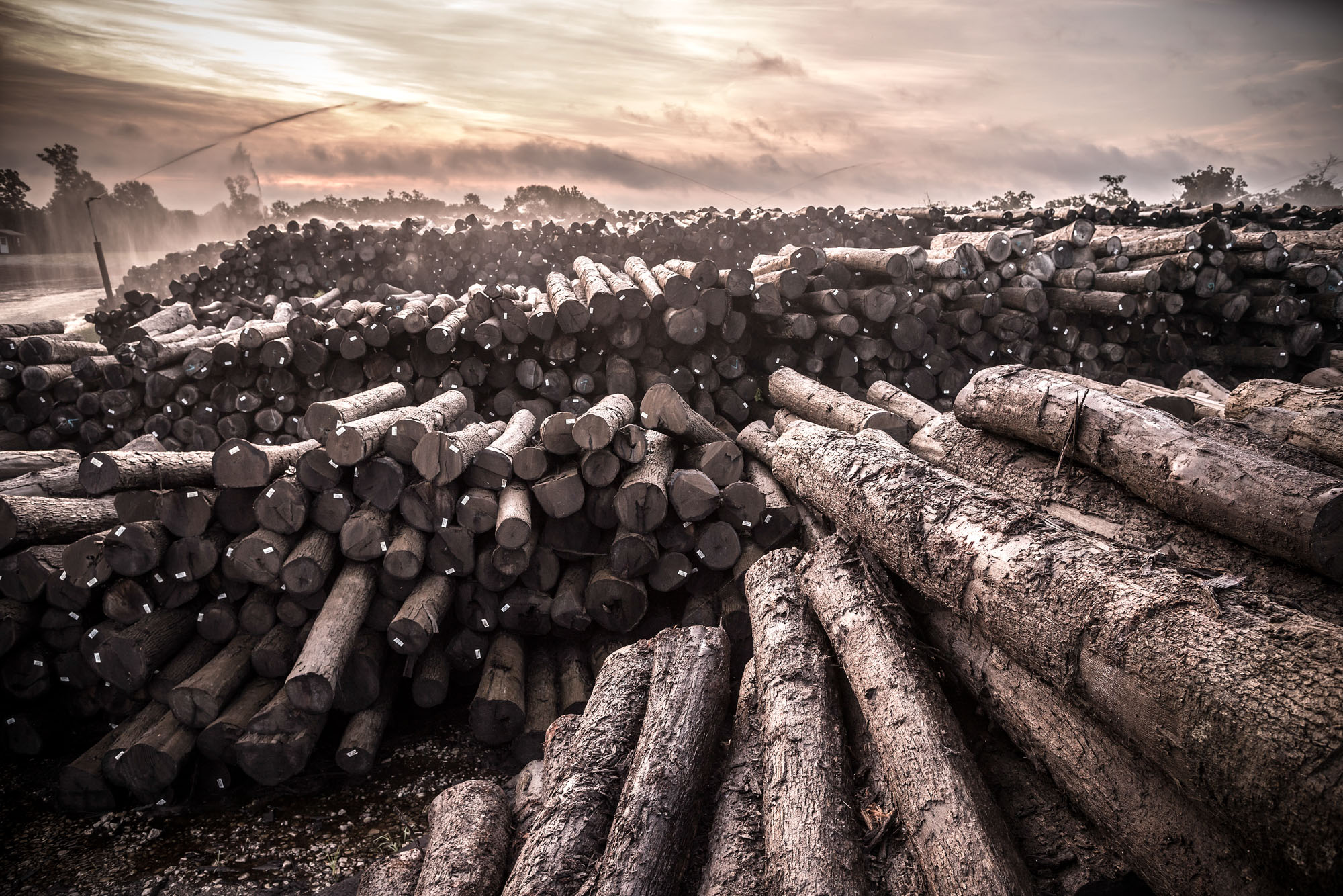 white oak logs at sunset seasoning for whiskey barrel staves