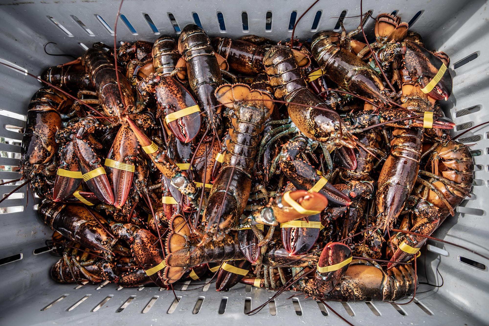 fresh live lobsters inside crate to be delivered to market