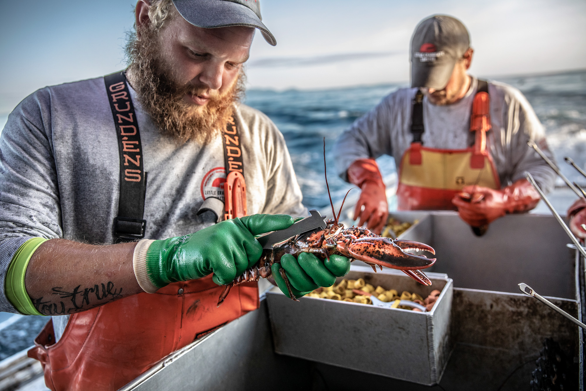 man on boat with lobsters lobsterman in maine little cranberry island lobster coop 