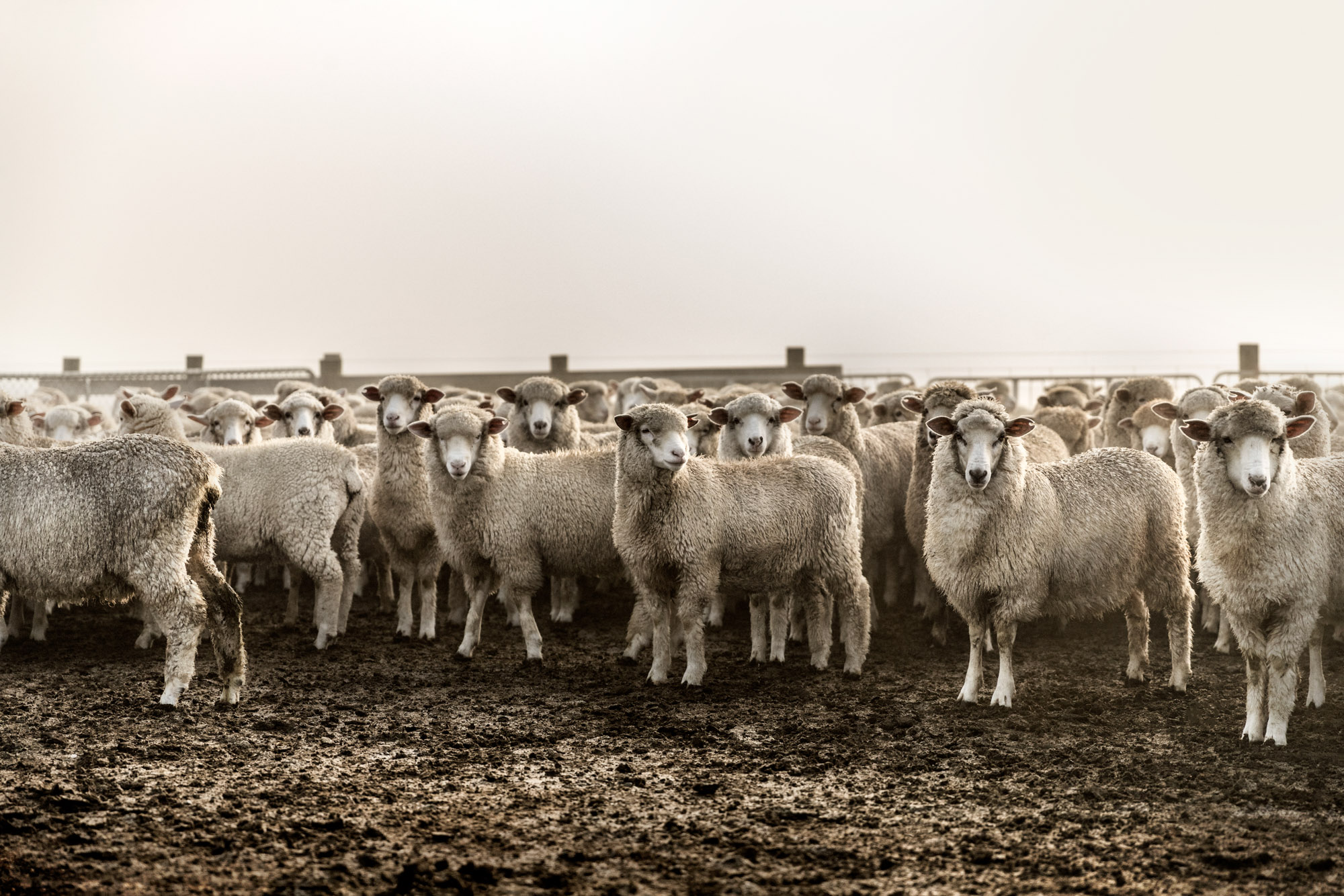 flock group of sheep looking a camera on a foggy morning in new zealand