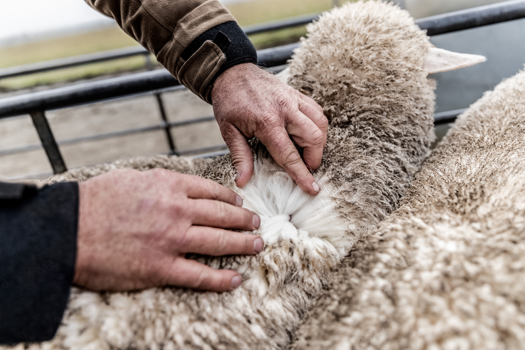 mans hands showing inside the wool coat of a merino wool sheep in new zealand
