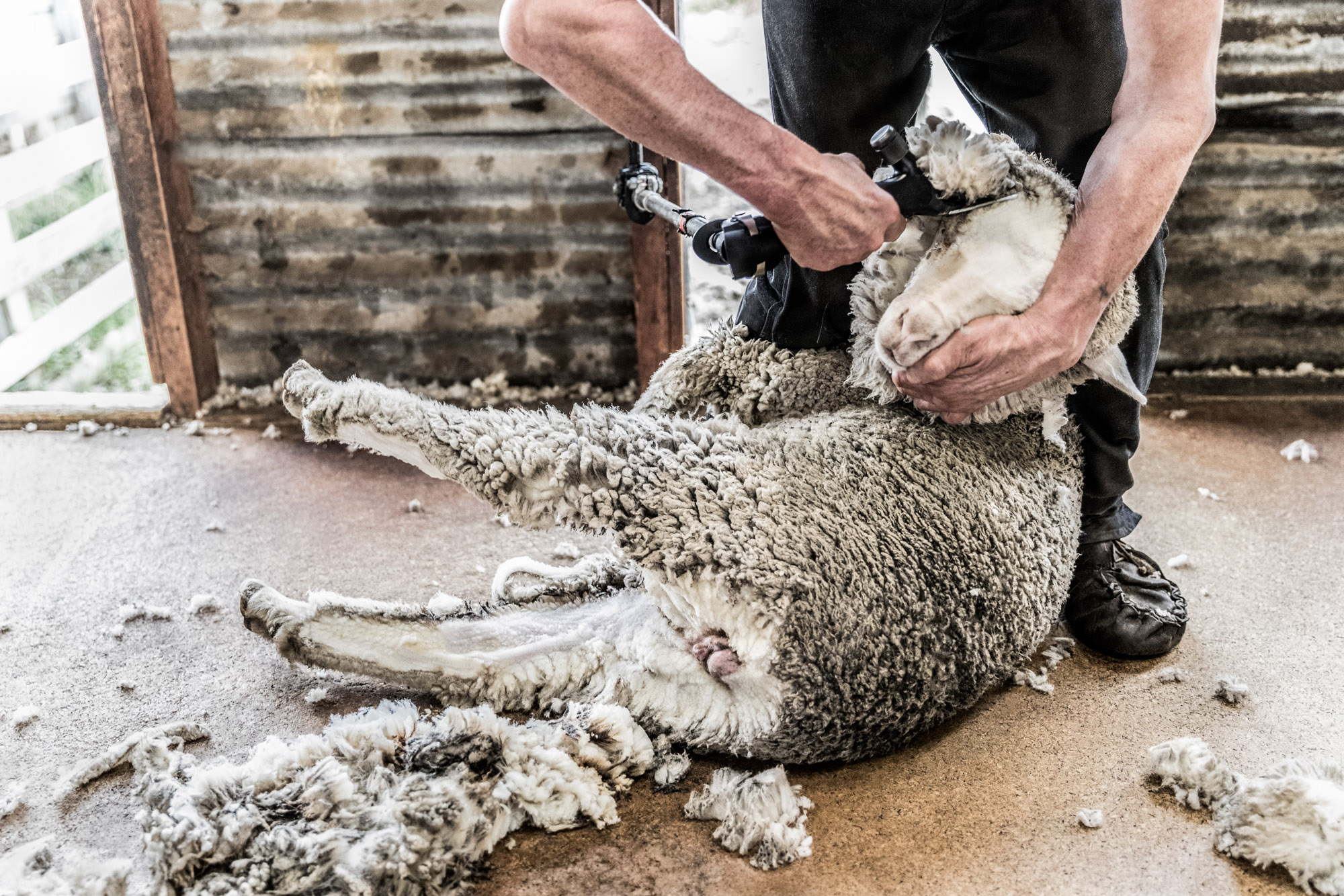 mand shearing a merino sheep at a farm in new zealand