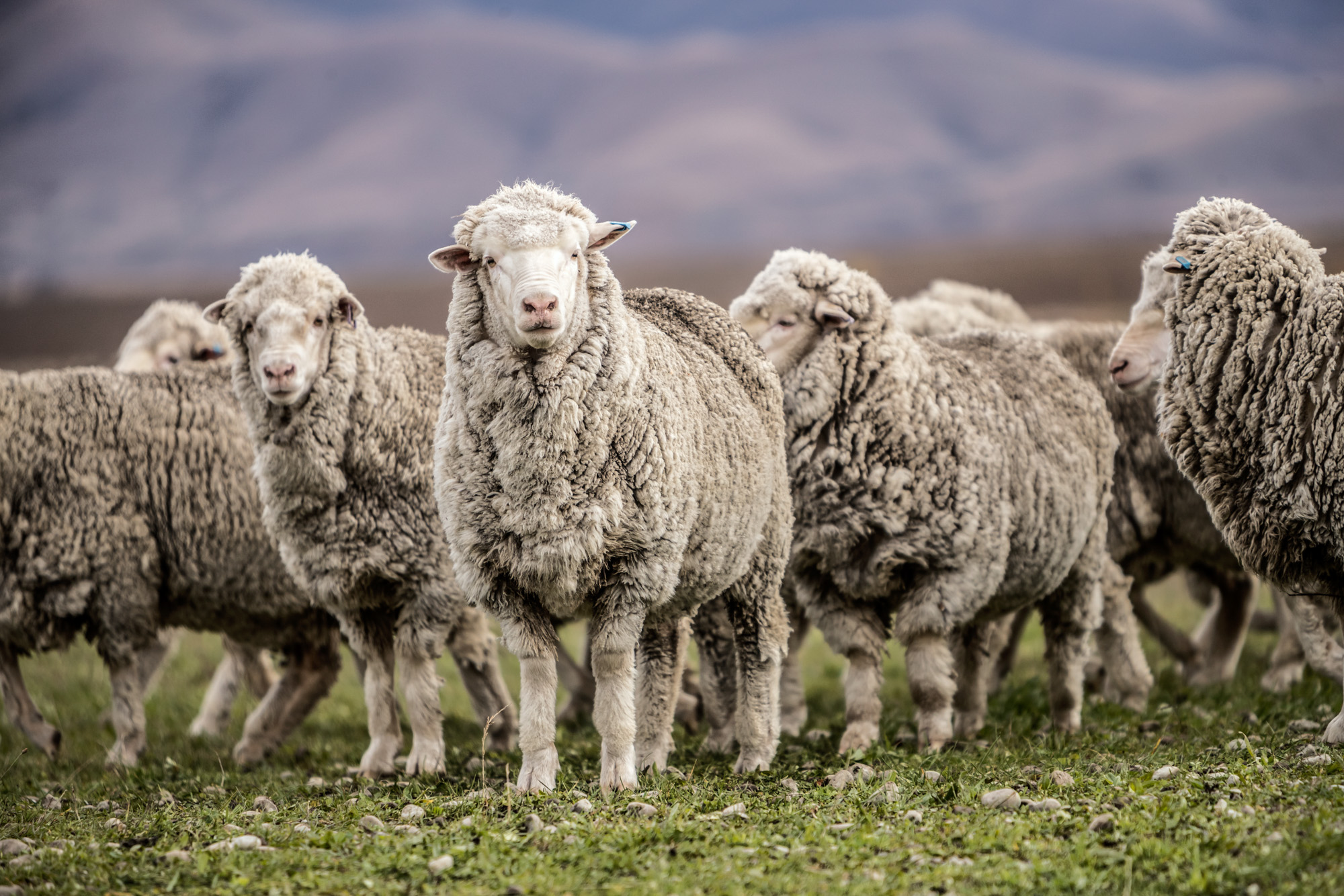 merino wool sheep in new zealand