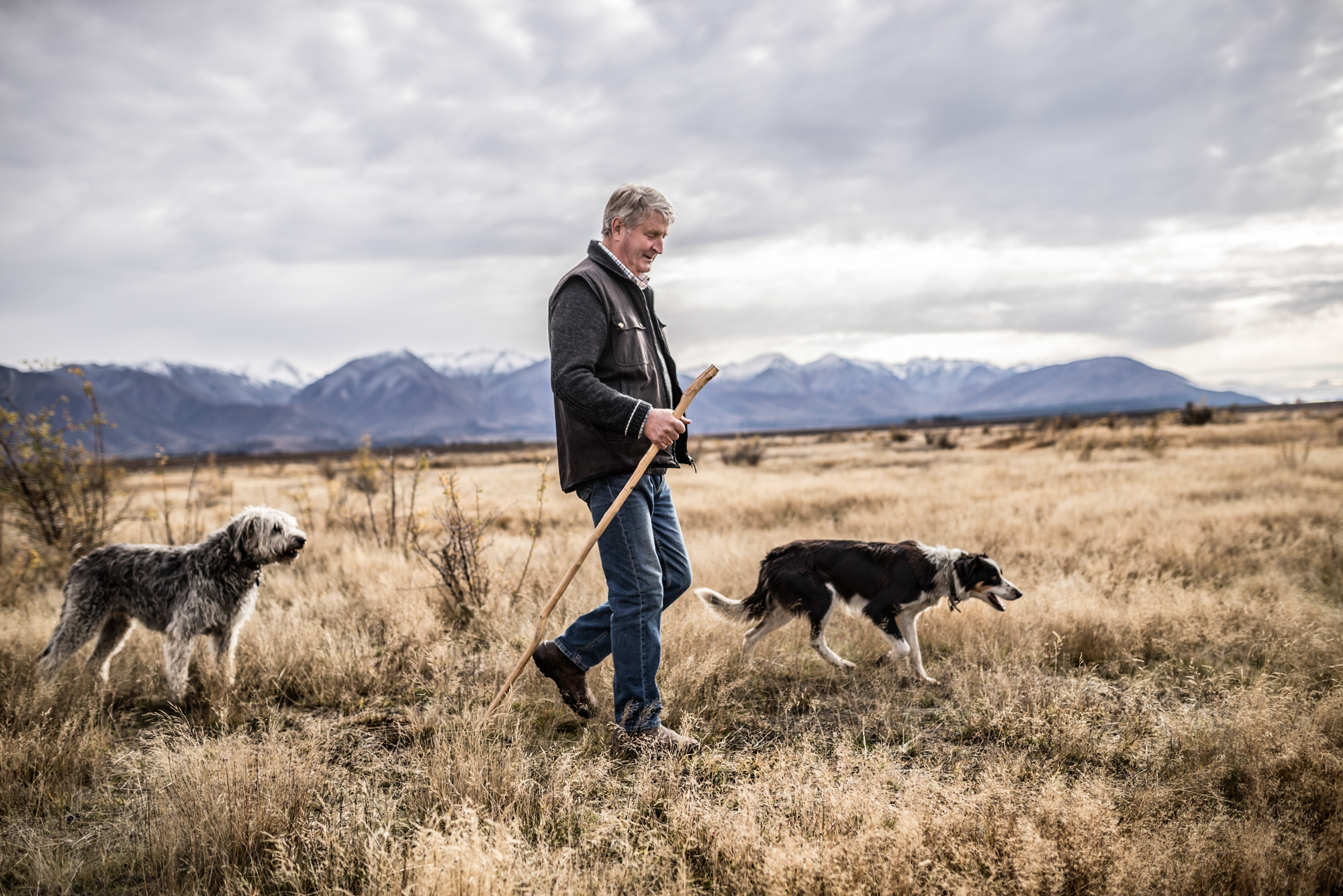 sheep farmer and his sheep dogs walking with staff looking over his flock of merino sheep in new zealand