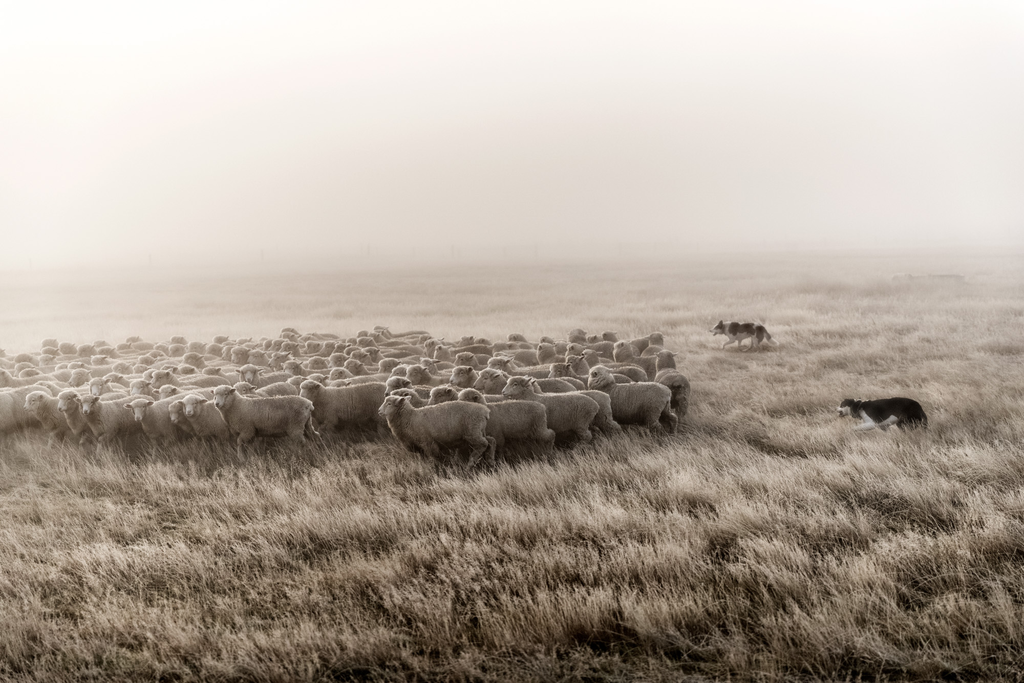 sheep dogs tending following flock of sheep on foggy morning in new zealand