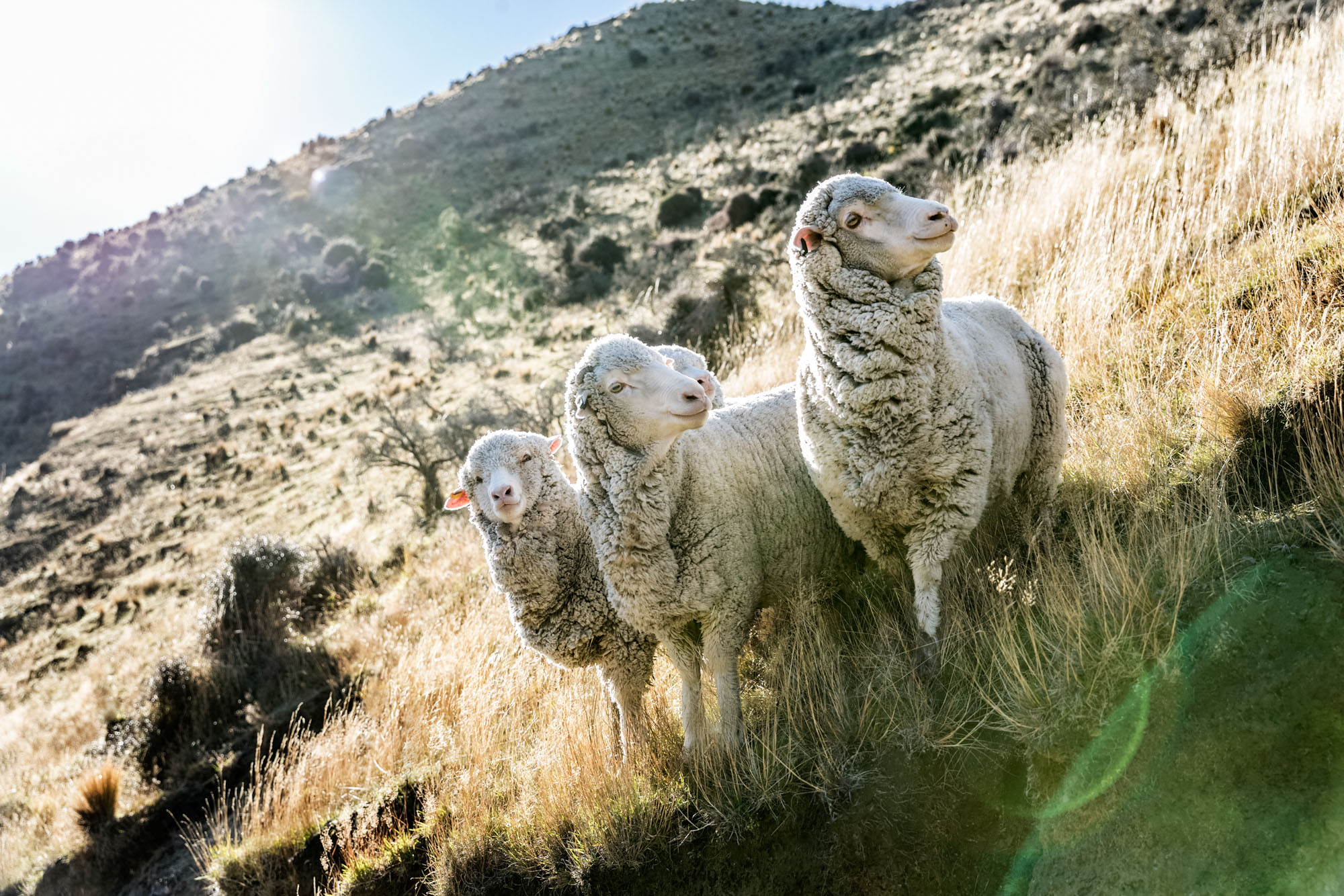 3 merino sheeps low perspective with sun streaking down on them on mountain side in new zealand