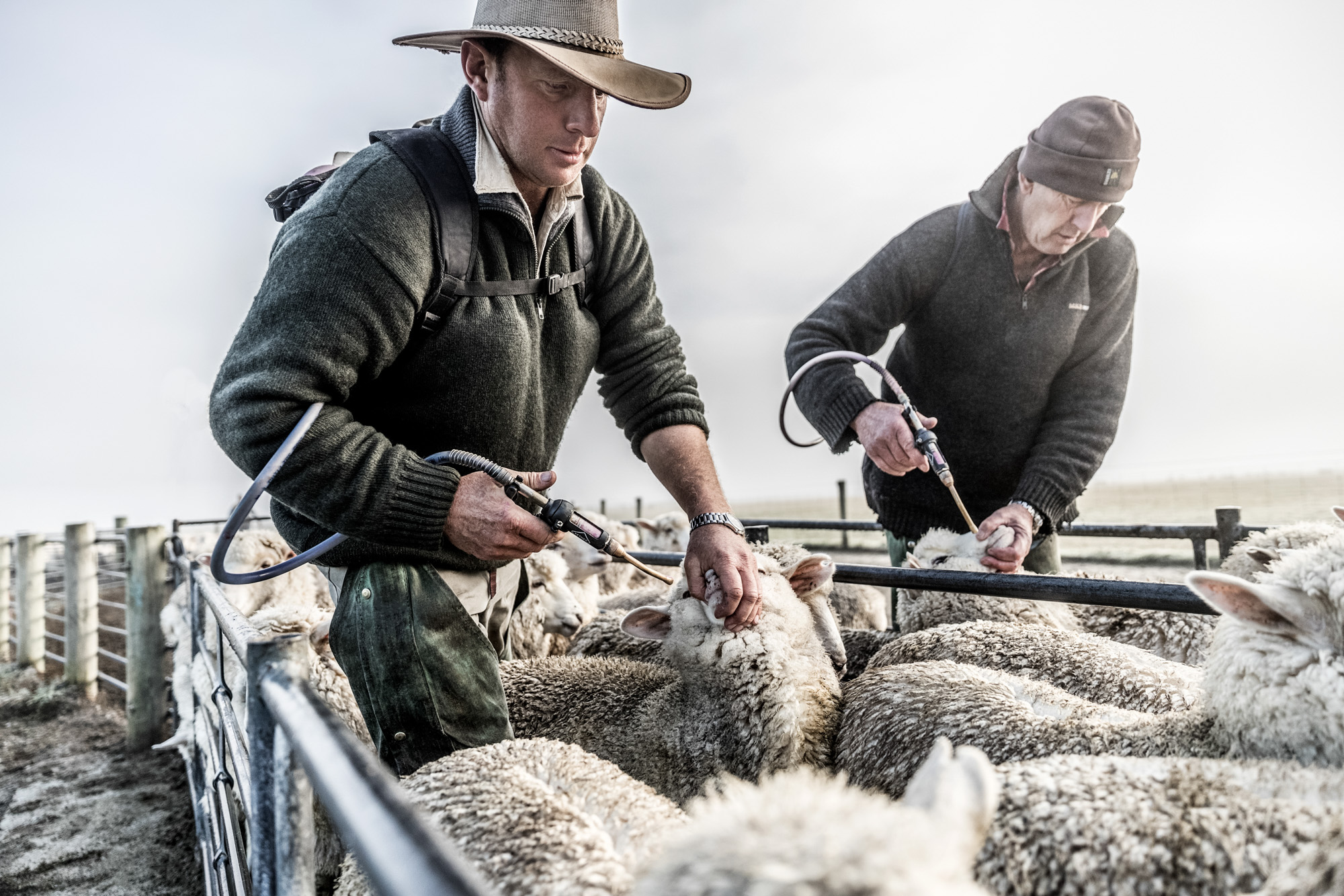 2 sheep farmers immunizing his flock of sheep in new zealand
