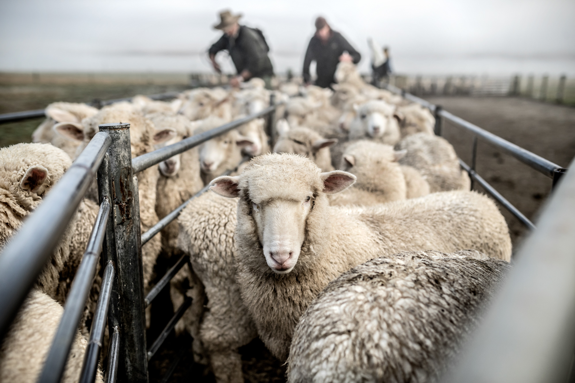 merino sheep standing in pen in new zealand with farmers in background