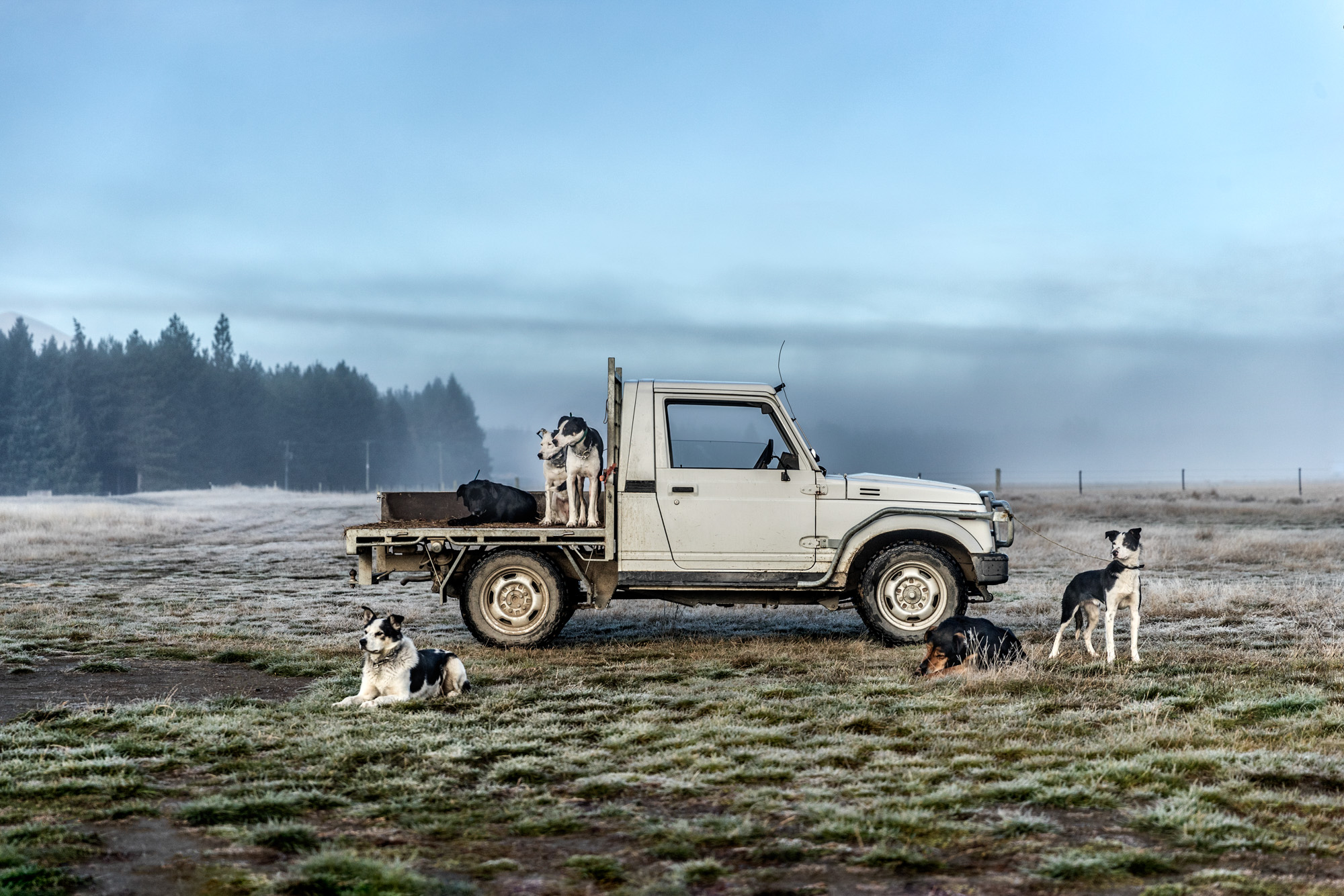 sheep dogs resting by pickup truck on a foggy morning in new zealand