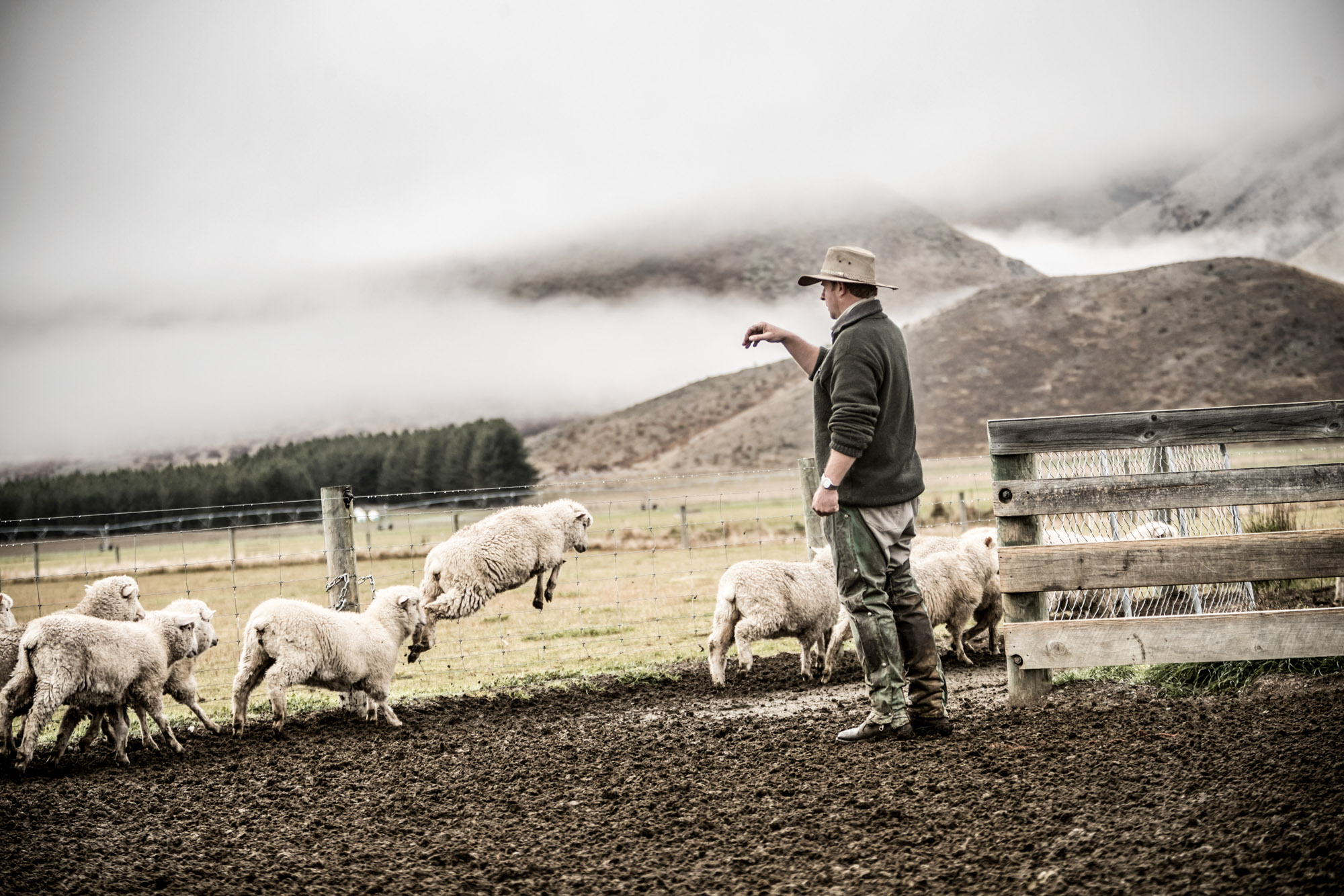 man counting merino sheep at a farm in new zealand on a foggy winter morning