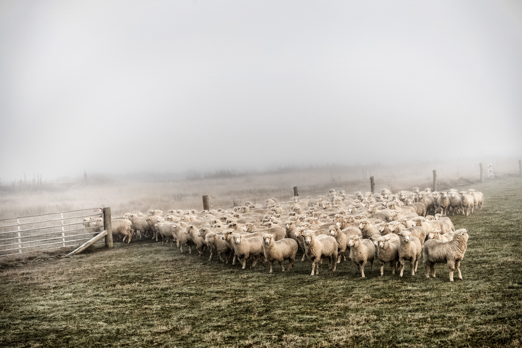 flock of sheep on a foggy morning in New zealand with green grass and fence and foggy background