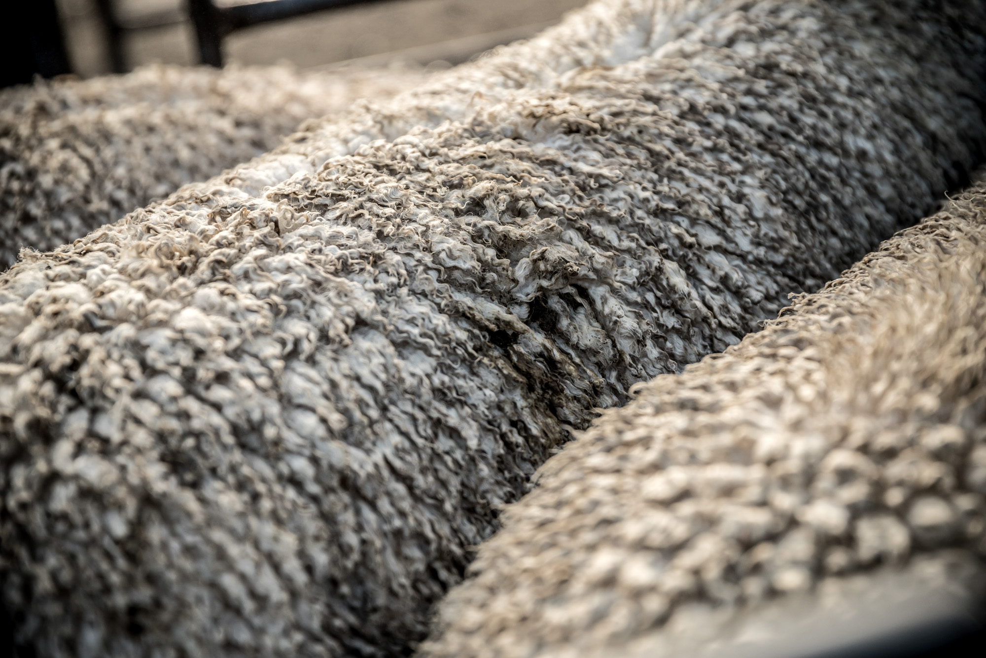close up photo of the wool of a merino sheep