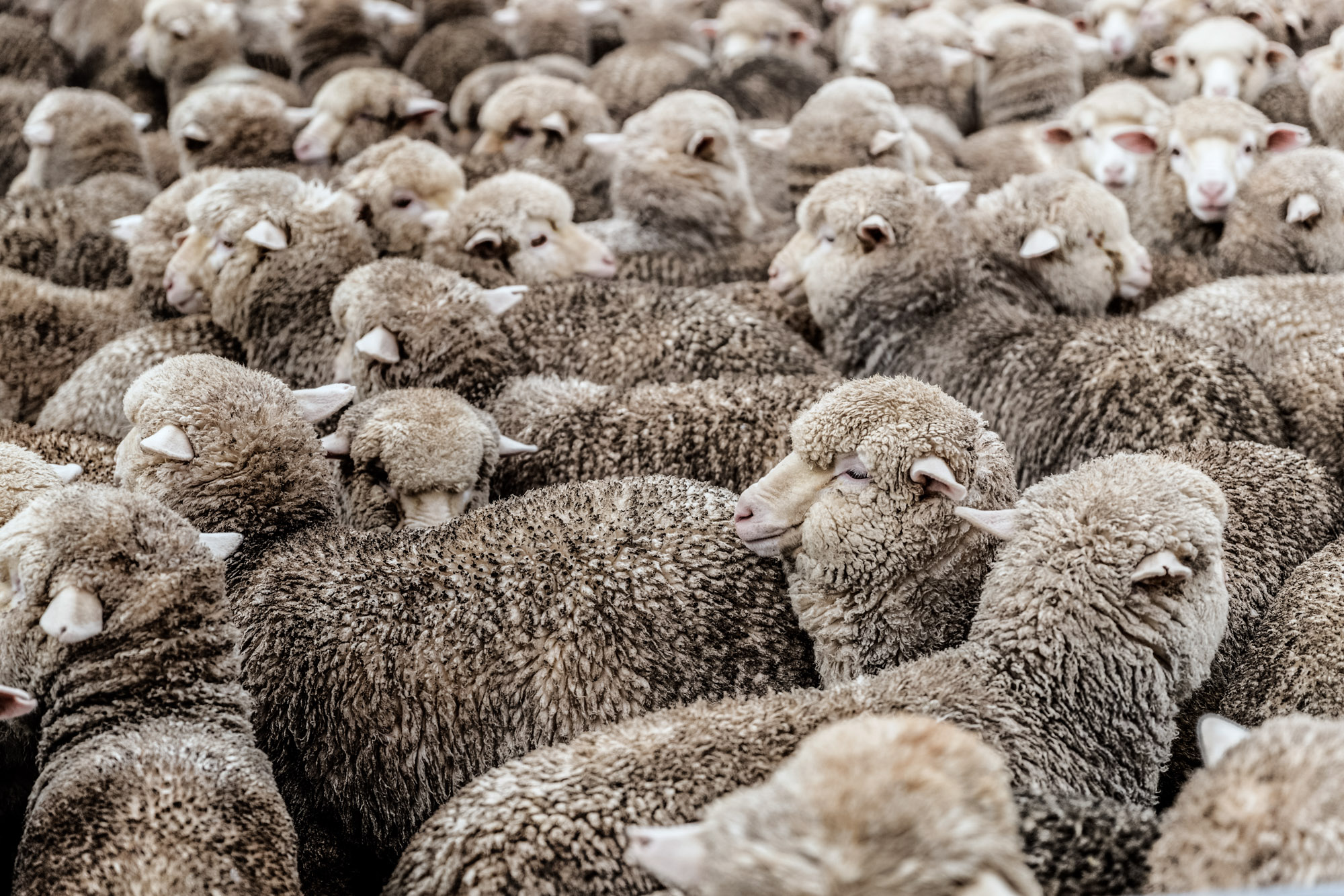 a bunch of merino wool sheep together at a farm in new zealand