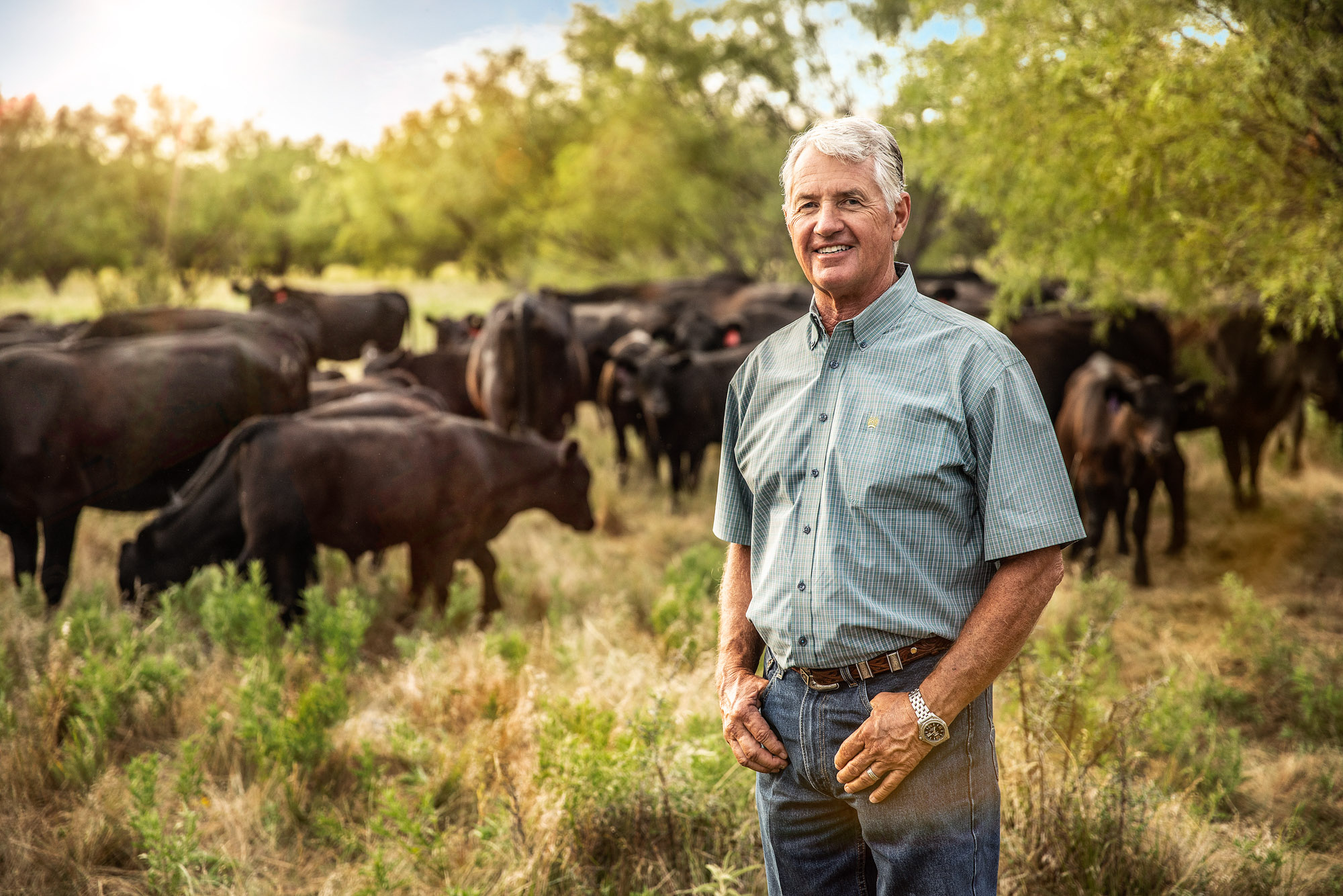 portrait of rancher standing with black angus cattle cows bulls in pasture field in texas at sunrise sunset