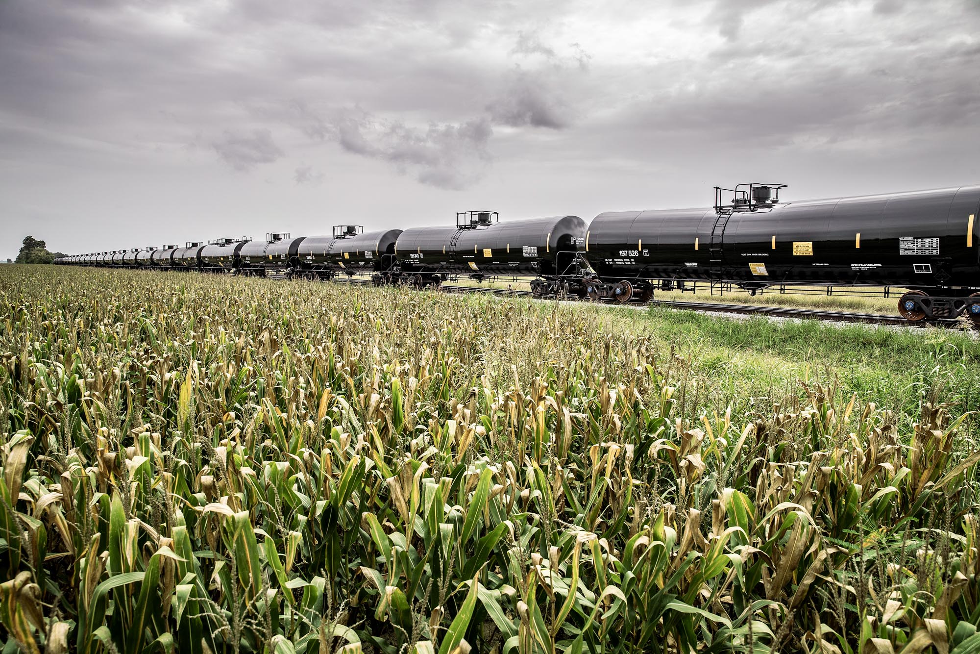 train tank cars for oil in green corn field on tracks